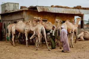 Birqash Camel Market day tour (Cairo Camel Market), Birqash Camel Market tour